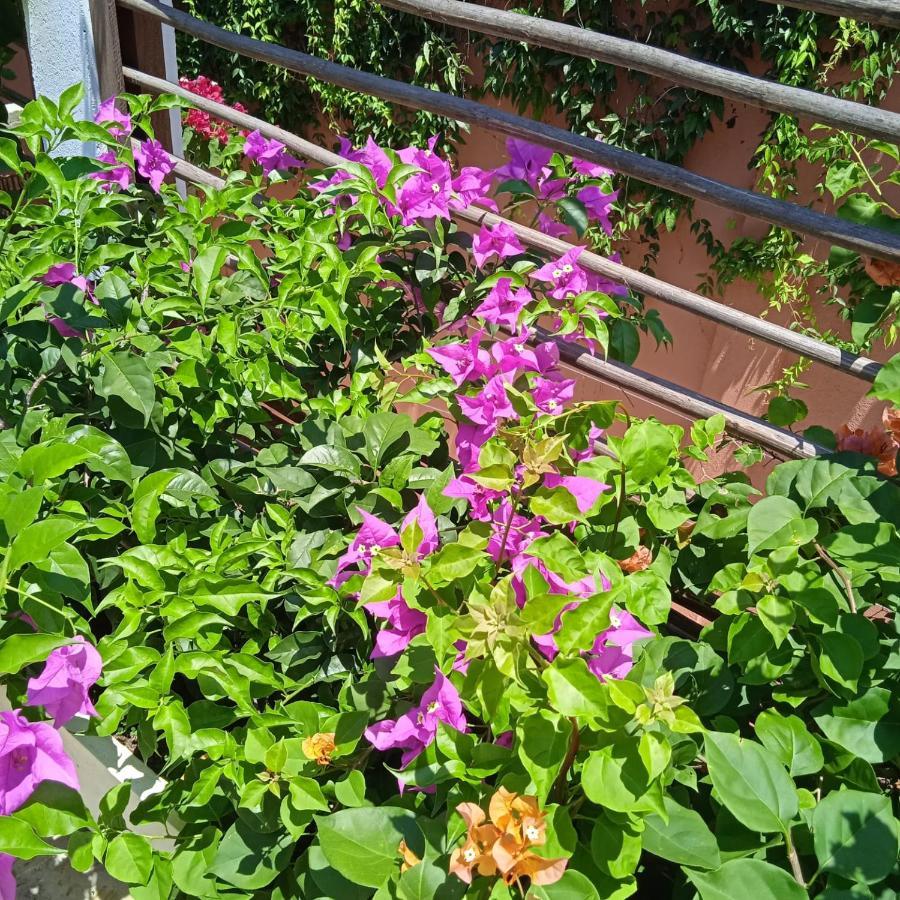 Color Hostel פאלומינו מראה חיצוני תמונה